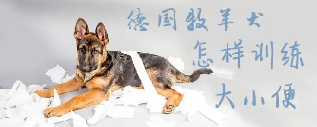 德国牧羊犬怎样训练大小便 | 宠物训练技巧