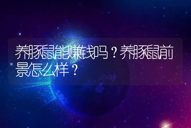 养豚鼠能赚钱吗？养豚鼠前景怎么样？ | 养殖致富