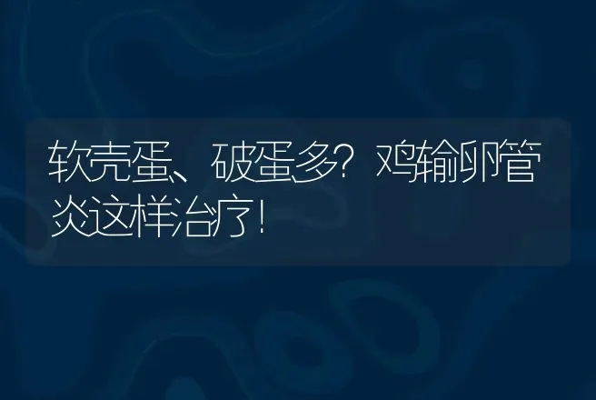 软壳蛋、破蛋多？鸡输卵管炎这样治疗！ | 兽医知识大全