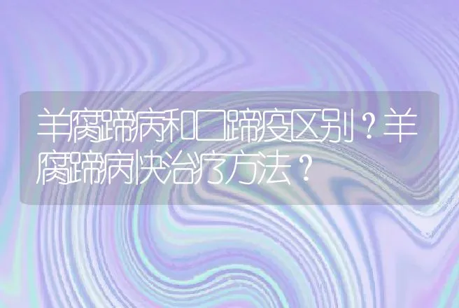 羊腐蹄病和口蹄疫区别？羊腐蹄病快治疗方法？ | 兽医知识大全