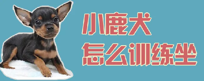 小鹿犬怎么训练坐 | 宠物训练技巧