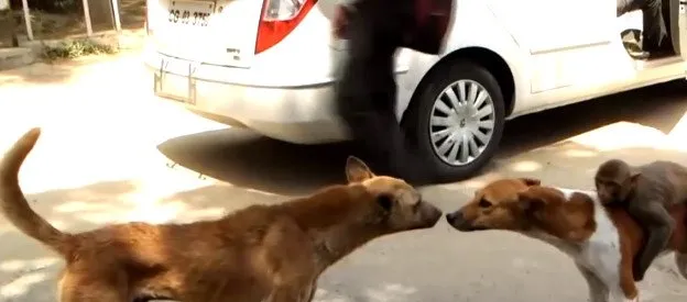 狗狗背着小猴子逛街，知道真相后让人感动落泪！ | 宠物新闻资讯