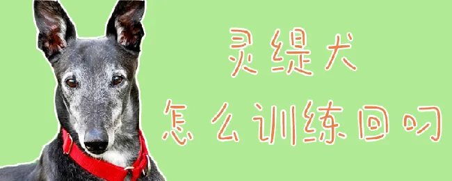 灵缇犬怎么训练回叼 | 宠物训练技巧