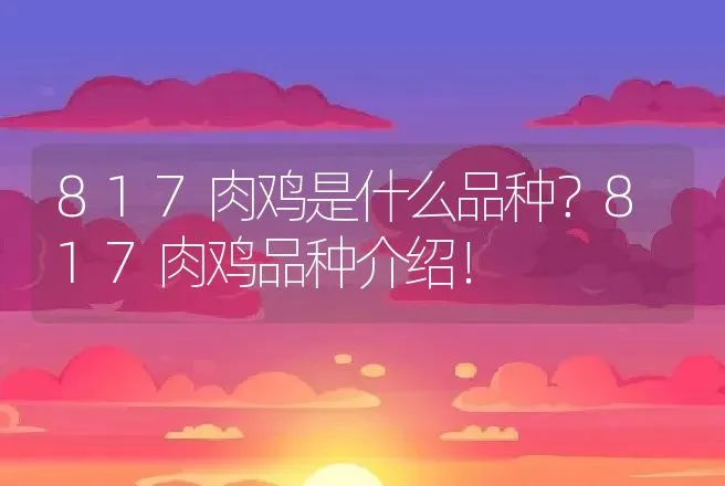 817肉鸡是什么品种？817肉鸡品种介绍！ | 动物养殖