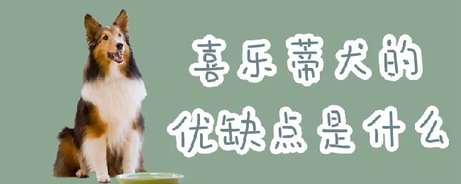 喜乐蒂犬的优缺点是什么 | 养宠入门知识