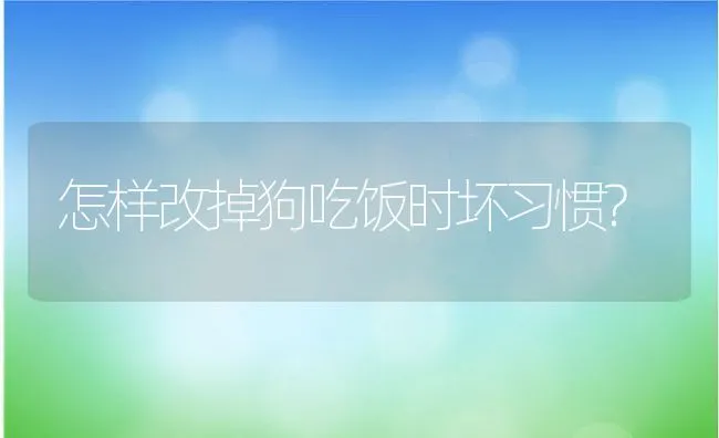 怎样改掉狗吃饭时坏习惯? | 宠物猫