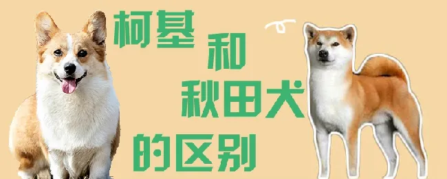 柯基和秋田犬的区别 | 养宠入门知识