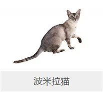 盘点67种猫猫品种大全，太详细了！ | 宠物猫选购技巧