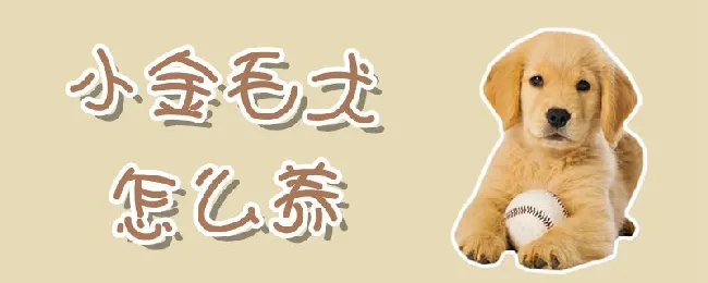 小金毛犬怎么养 | 宠物病虫害防治