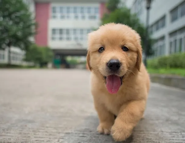 憨厚小金毛幼犬高清图片 | 宠物狗图片