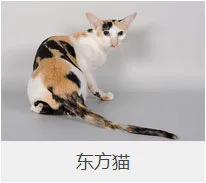 盘点67种猫猫品种大全，太详细了！ | 宠物猫选购技巧