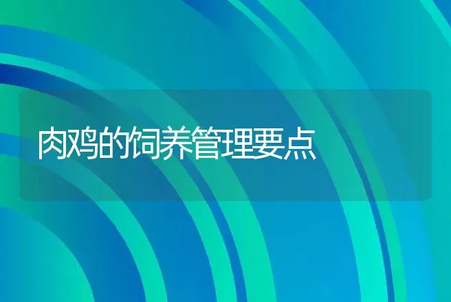 肉鸡的饲养管理要点 | 动物养殖