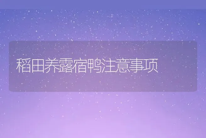 稻田养露宿鸭注意事项 | 动物养殖