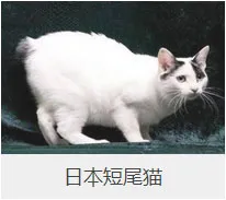 盘点67种猫猫品种大全，太详细了！ | 宠物猫选购技巧