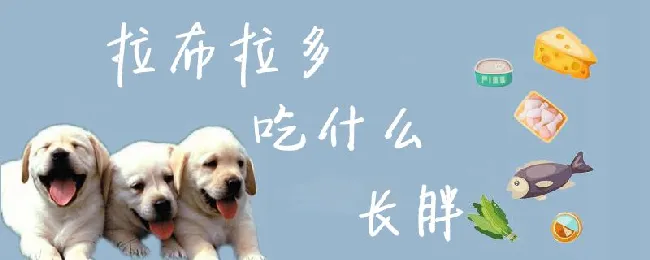 拉布拉多吃什么长胖 | 宠物病虫害防治