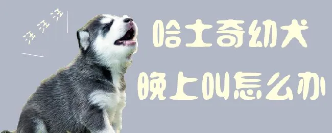 哈士奇幼犬晚上叫怎么办 | 宠物训练技巧