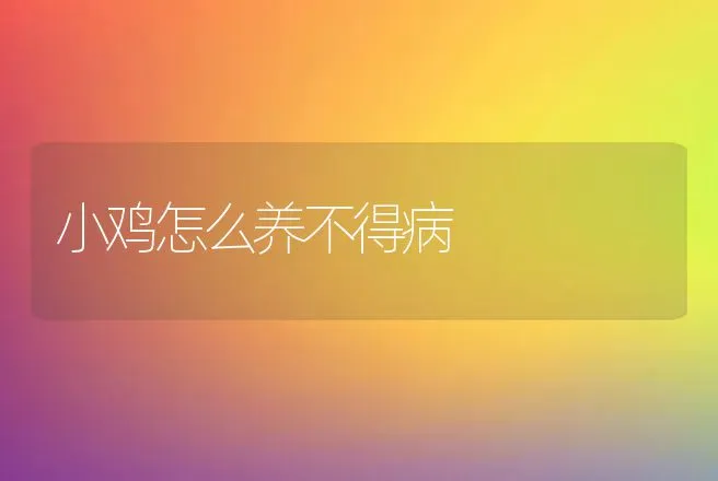 小鸡怎么养不得病 | 家禽养殖