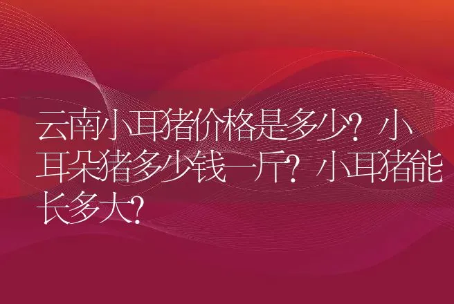 云南小耳猪价格是多少？小耳朵猪多少钱一斤?小耳猪能长多大? | 家畜养殖