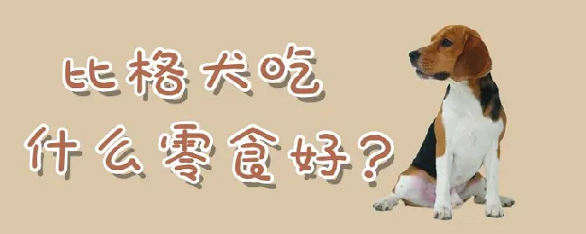 比格犬吃什么零食好 | 宠物病虫害防治