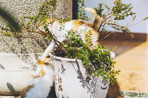 阳光下两只嬉戏的小猫猫 | 宠物猫图片