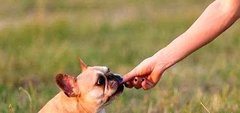 训练法斗犬定点大小便的全过程,训练狗狗定点大小便! | 宠物狗训练技巧