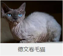 盘点67种猫猫品种大全，太详细了！ | 宠物猫选购技巧