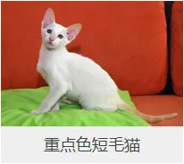 盘点67种猫猫品种大全，太详细了！ | 宠物猫选购技巧