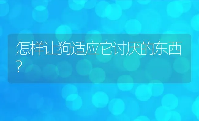 怎样让狗适应它讨厌的东西? | 宠物病虫害