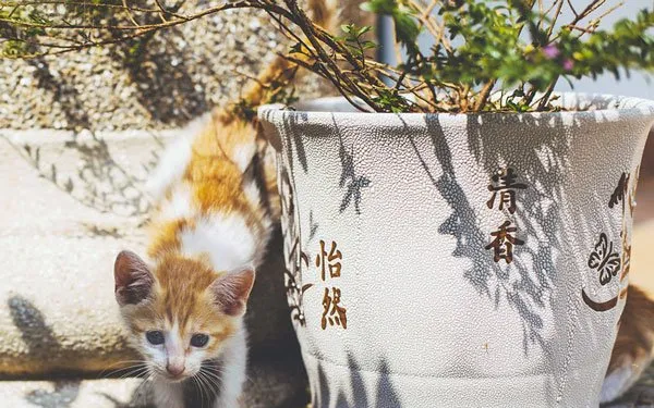 阳光下两只嬉戏的小猫猫 | 宠物猫图片