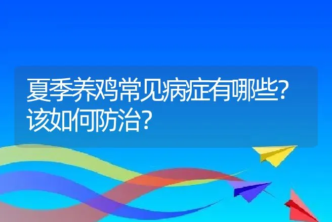 夏季养鸡常见病症有哪些？该如何防治？ | 兽医知识大全