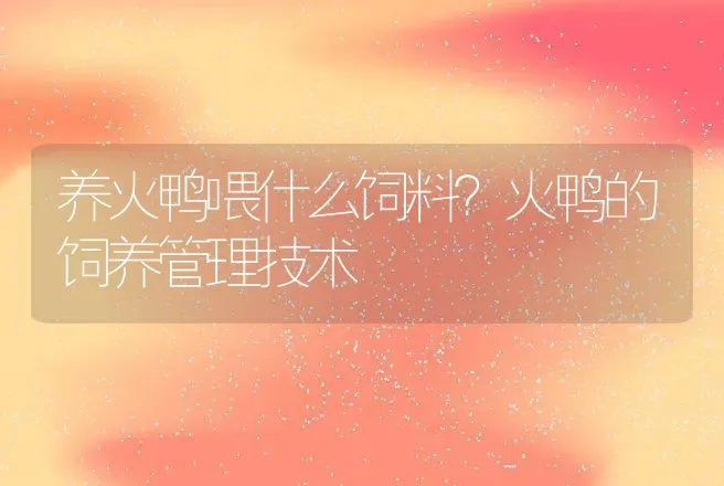 养火鸭喂什么饲料？火鸭的饲养管理技术 | 家禽养殖