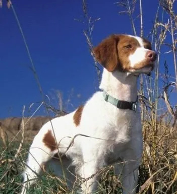 布列塔尼犬