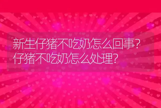 新生仔猪不吃奶怎么回事？仔猪不吃奶怎么处理？ | 兽医知识大全