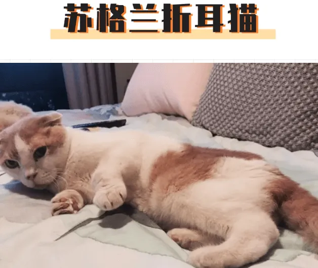 俄罗斯又现“人脸猫”？畸形繁育到底害了多少猫 | 宠物新闻资讯