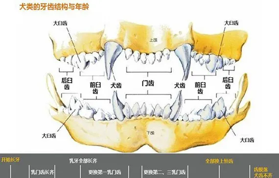 狗狗牙齿年龄图解 狗狗年龄牙齿对照表 | 宠物病虫害防治