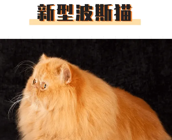 俄罗斯又现“人脸猫”？畸形繁育到底害了多少猫 | 宠物新闻资讯