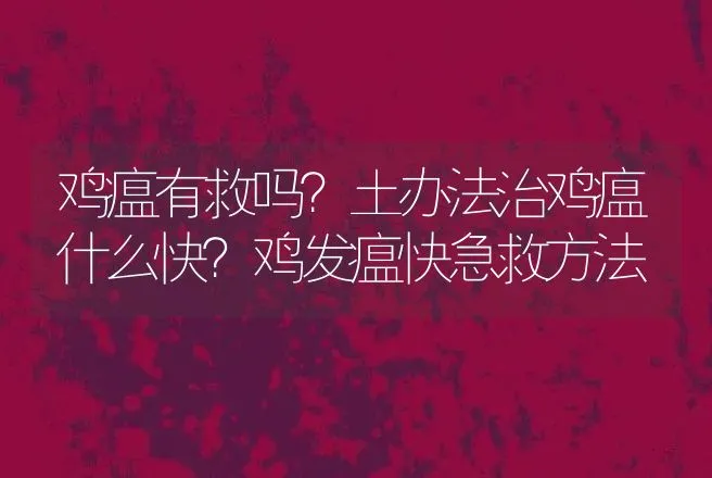 鸡瘟有救吗？土办法治鸡瘟什么快？鸡发瘟快急救方法 | 兽医知识大全