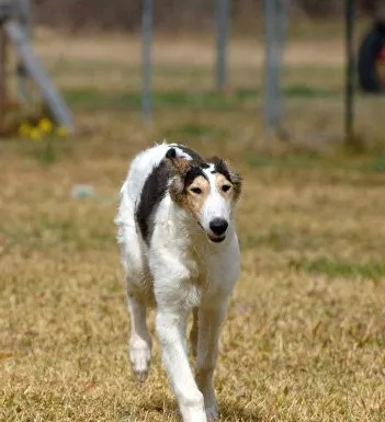 苏俄猎狼犬