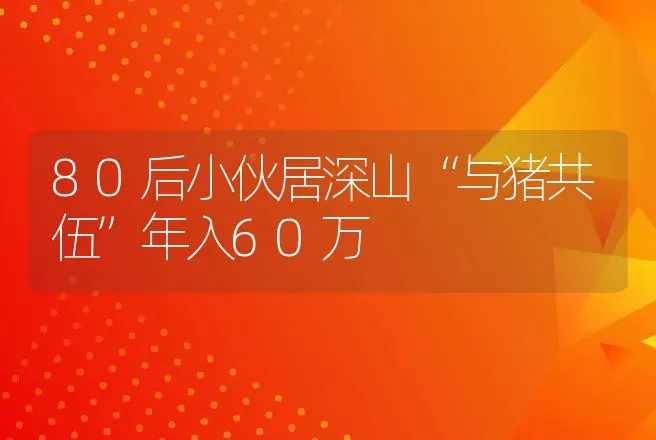 80后小伙居深山“与猪共伍”年入60万 | 养殖致富