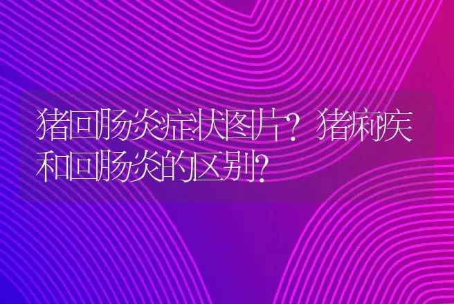 猪回肠炎症状图片?猪痢疾和回肠炎的区别? | 兽医知识大全