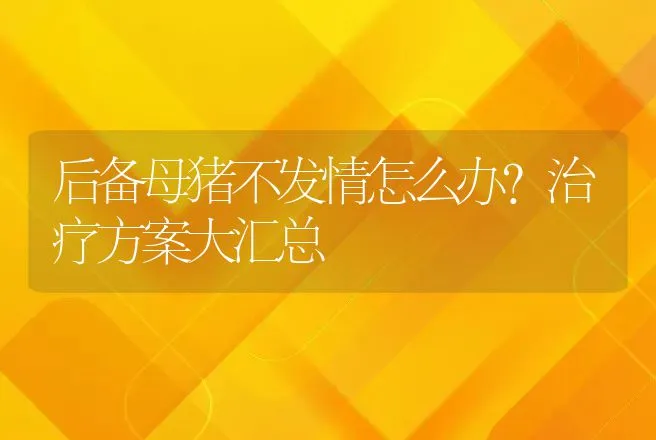 后备母猪不发情怎么办？治疗方案大汇总 | 兽医知识大全