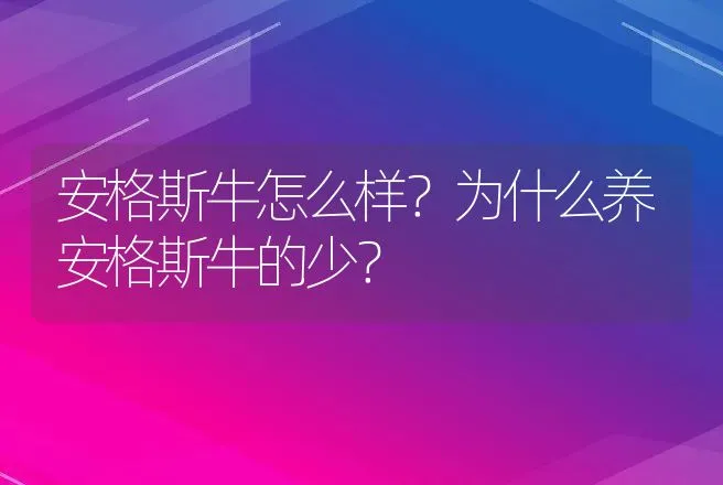 安格斯牛怎么样？为什么养安格斯牛的少？ | 动物养殖