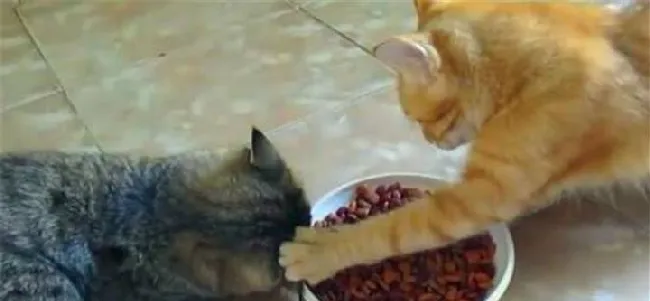 猫咪护食怎么办？如何纠正猫咪护食的行为？ | 宠物猫训练