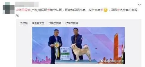 中华田园犬更名为唐犬?主办方辟谣：不能划等号 | 宠物新闻资讯