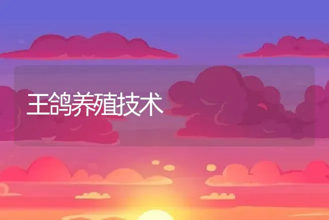 王鸽养殖技术 | 动物养殖