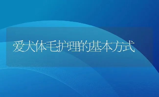 爱犬体毛护理的基本方式 | 宠物训练技巧