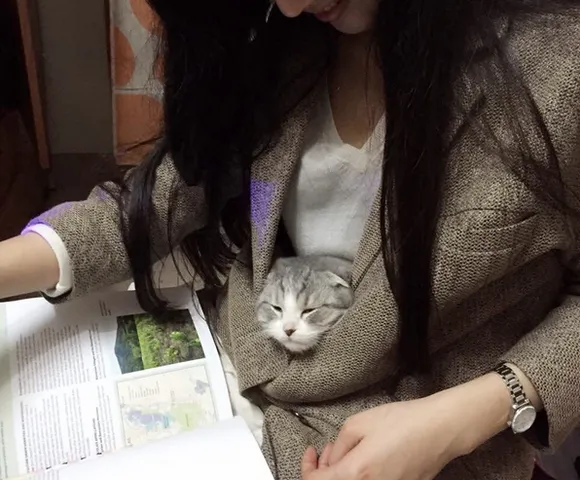 养一只黏人的猫咪是怎样的体验! | 宠物猫饲养