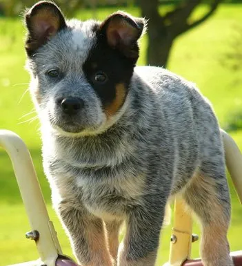 澳大利亚牧牛犬