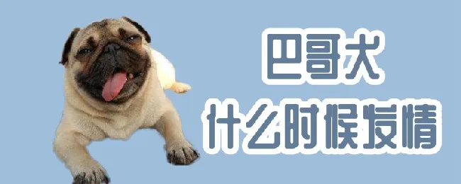 巴哥犬什么时候发情 | 宠物病虫害防治