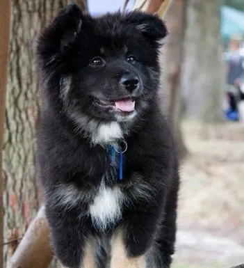 芬兰拉普猎犬